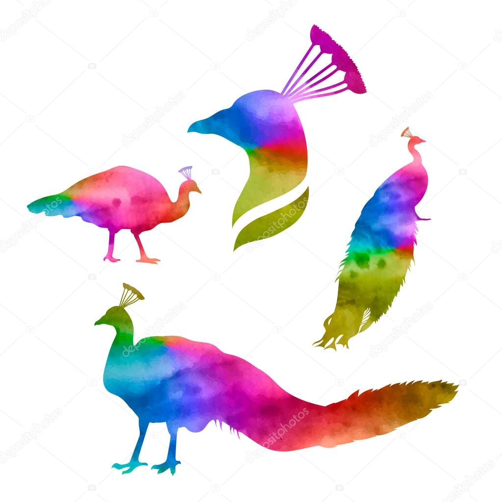 Peacock, set of multicolored silhouettes on white background, vector