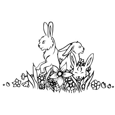 Siyah ve beyaz tavşan izole.