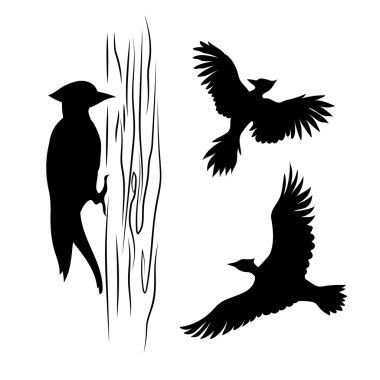 Bir ağaçkakan Vector silhouettes.