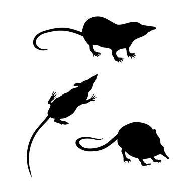 Vector silhouettes of a shrew. clipart