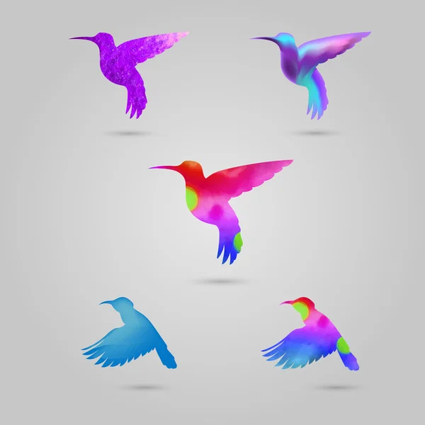 Renkli colibri kümesi