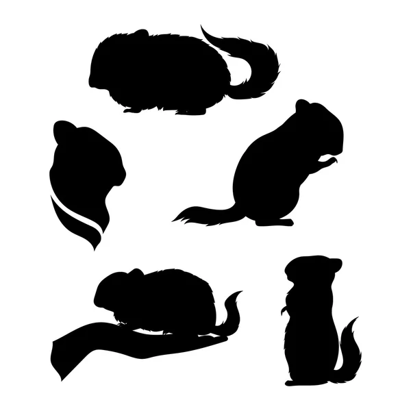 Vector silhouettes of a chinchilla. — Stock Vector