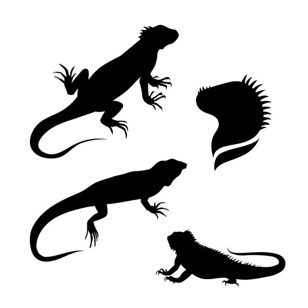Lizard iguana set vector — Stock Vector