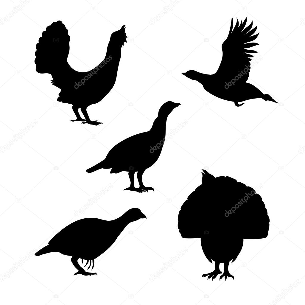Vector silhouettes of a capercaillie.