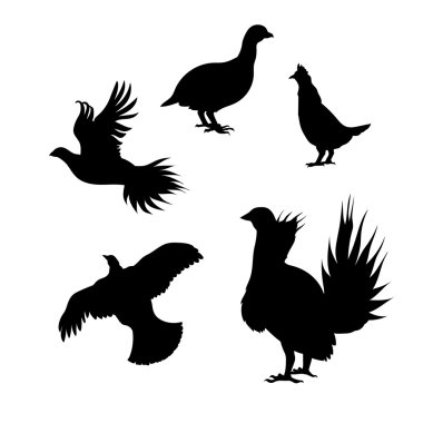 Bir orman tavuğu Vector silhouettes.