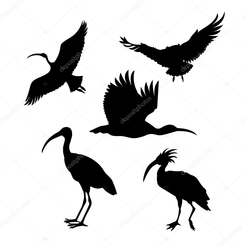 Vector silhouettes of a ibis.