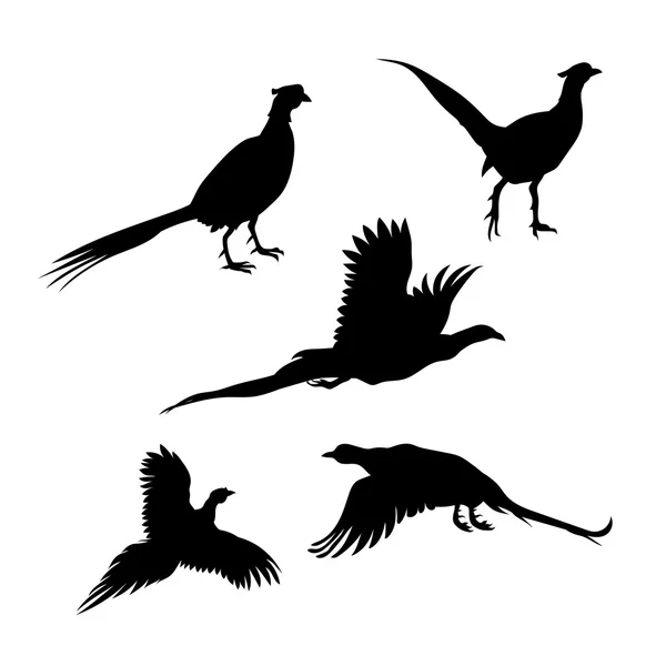 Bird pheasant vector silhouettes. — Stock Vector