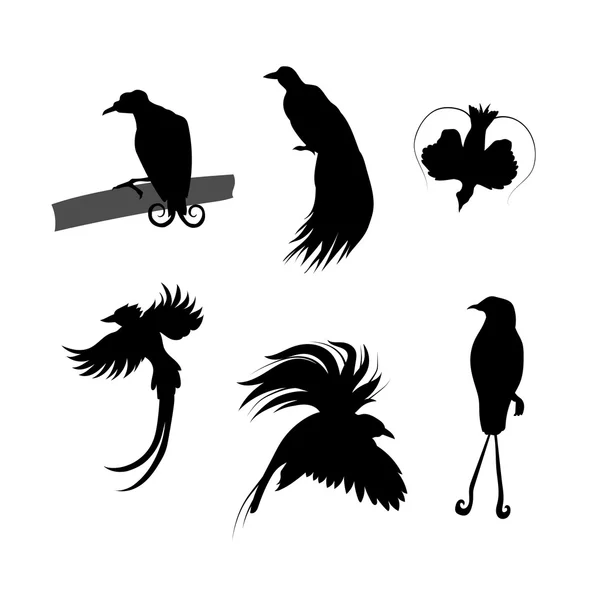 Birds of paradise vector silhouettes. — Stock Vector