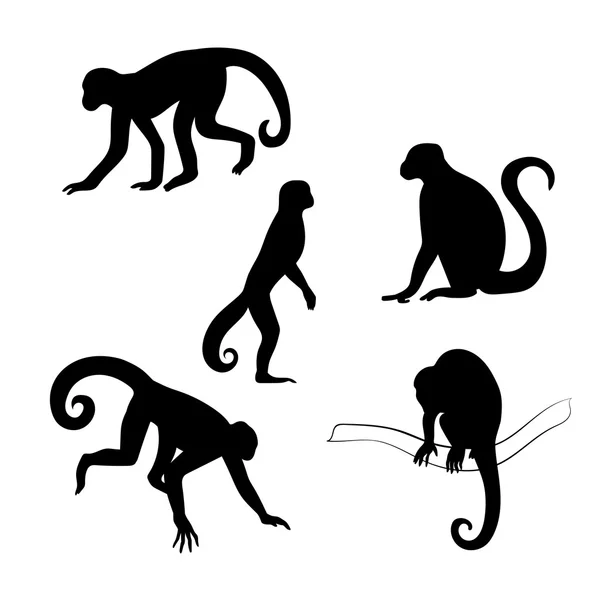 Silhouettes vectorielles de singes capucins . — Image vectorielle