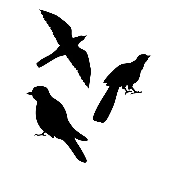 Silhouettes vectorielles d'oiseaux coucou . — Image vectorielle