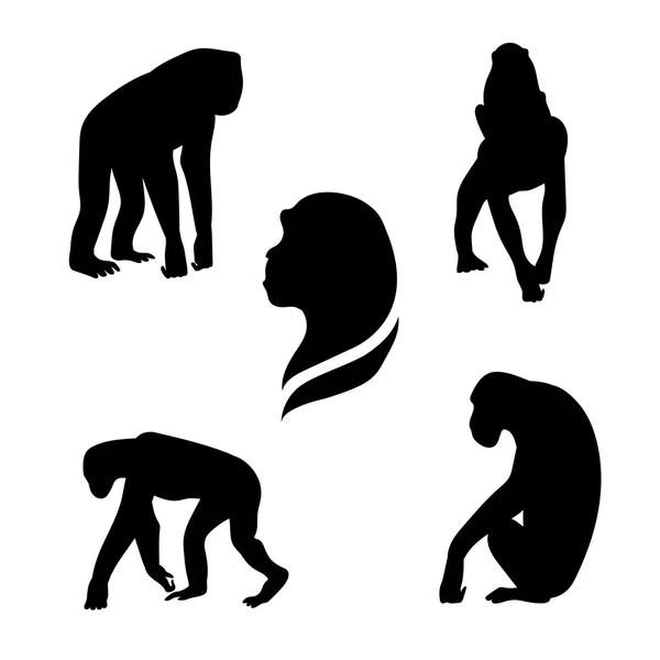 Siluetas de vectores de mono chimpancé . — Vector de stock