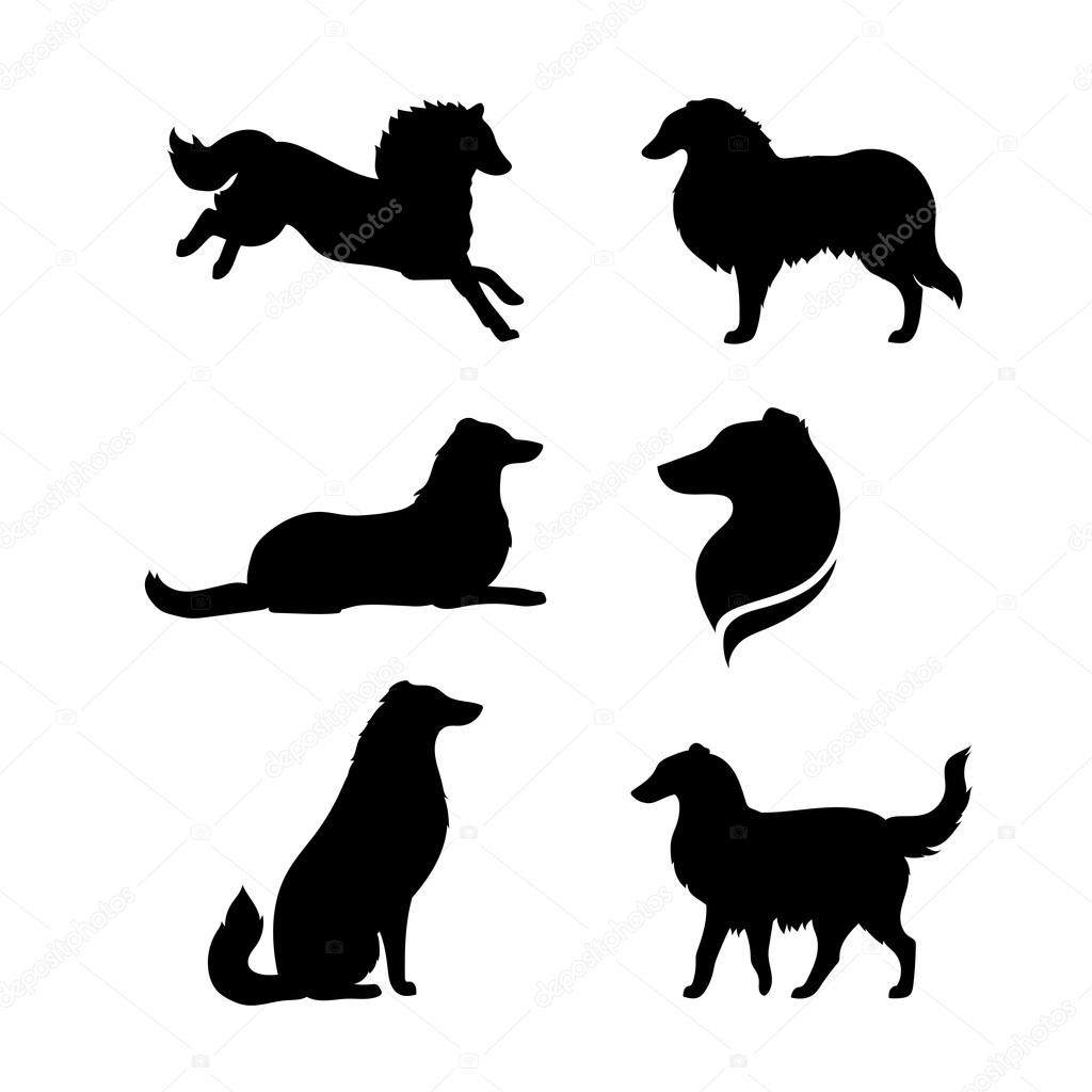 Breed of a dog collie vector silhouettes.