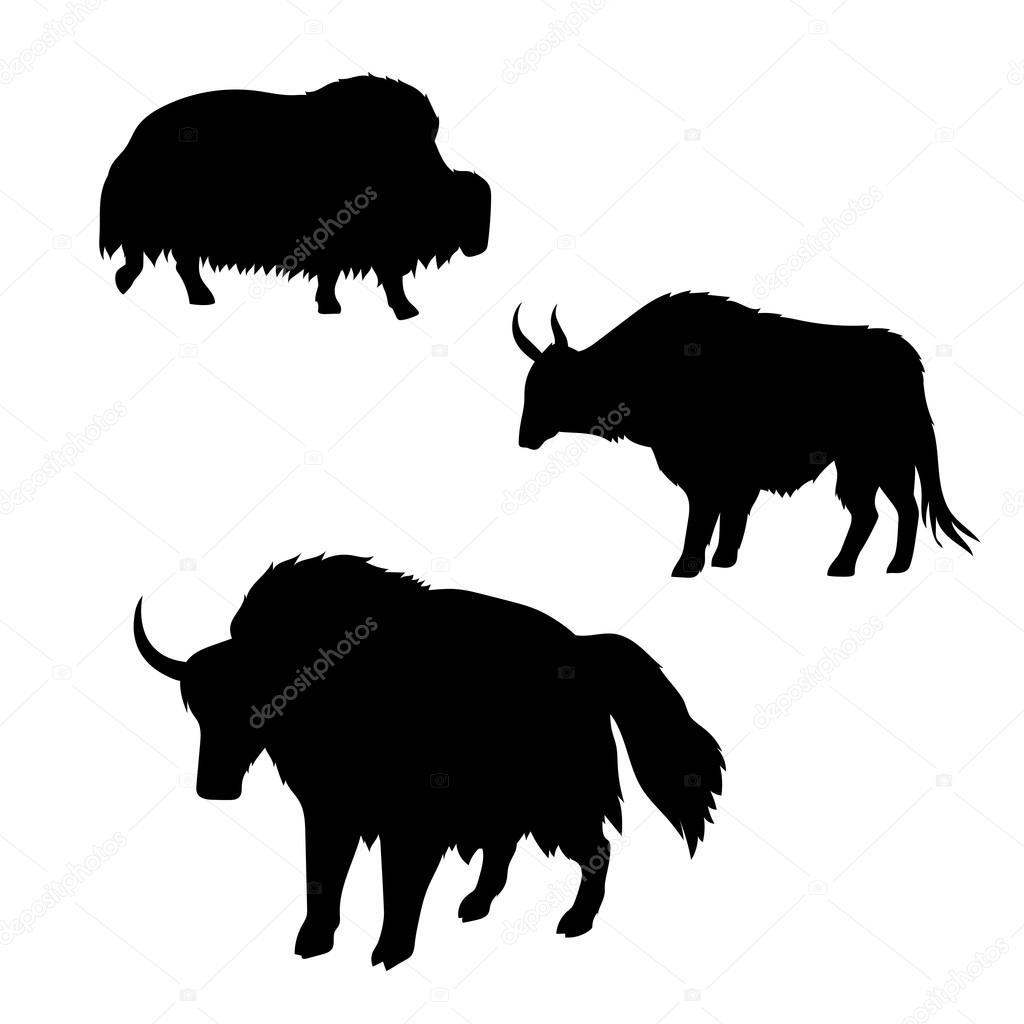 Yak vector icons and silhouettes. Set of illustrations in different poses