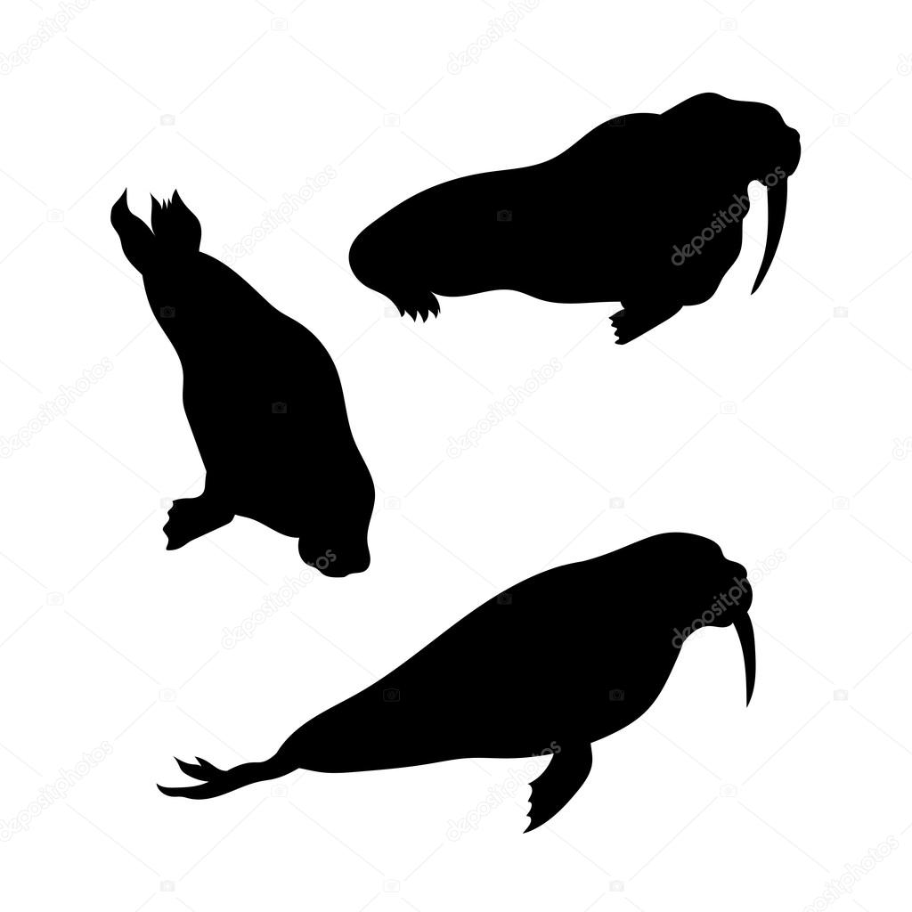 Walrus vector icons and silhouettes. Set of illustrations in different poses