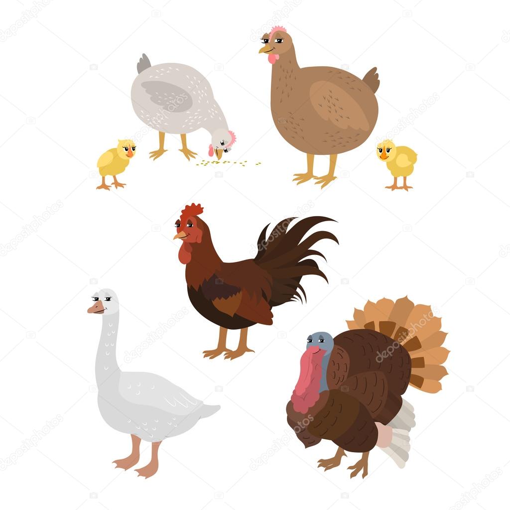 Cartoon set: chicken cock chickens goose turkey. Stock Vector Image by © #82988052 Cartoon set: chicken cock chickens goose turkey. Stock Vector Image by © #82988052