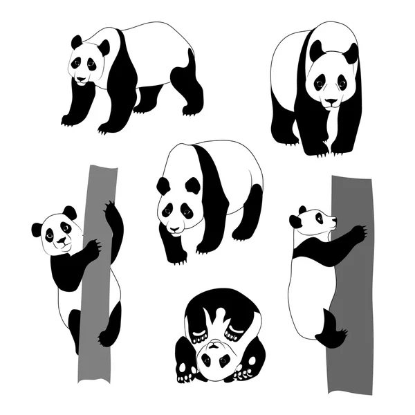 Conjunto de panda gráfica . —  Vetores de Stock
