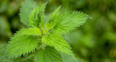 Sıradan, tıbbi bir bitki, savunma sistemi var, çok gerekli.