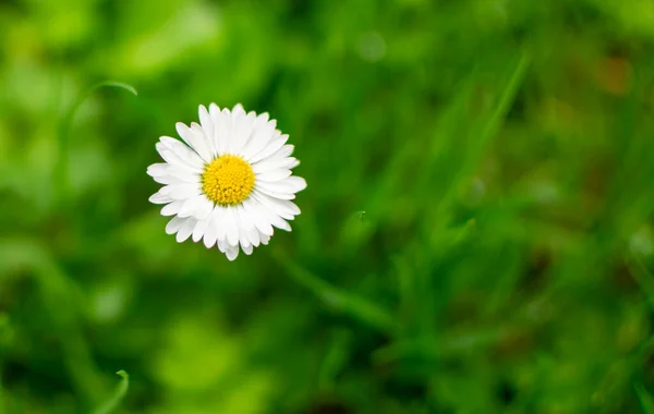 Year-round flower, a small beautiful flower among green grass