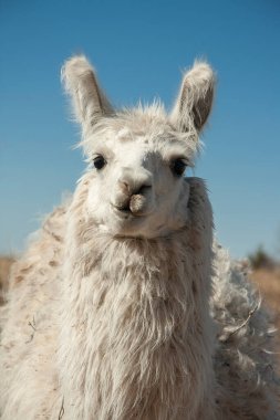 Beyaz alpaka yakın çekim