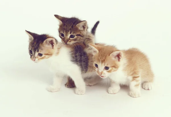 Three Kittens White Background — Stock Photo, Image