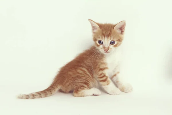 Little Kitten White Background — Stock Photo, Image