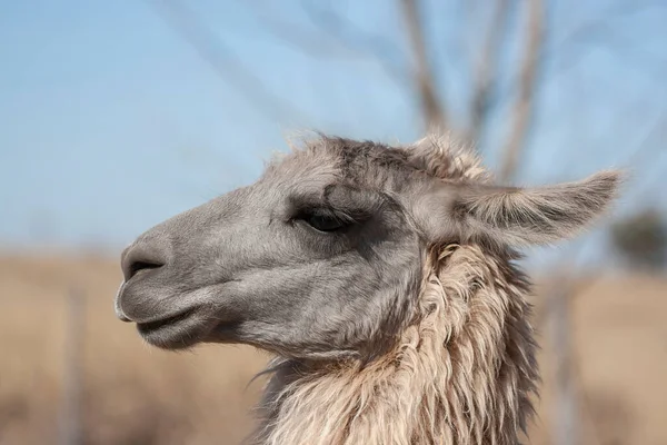 Närbild Lama — Stockfoto