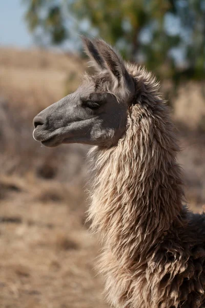 Närbild Lama — Stockfoto