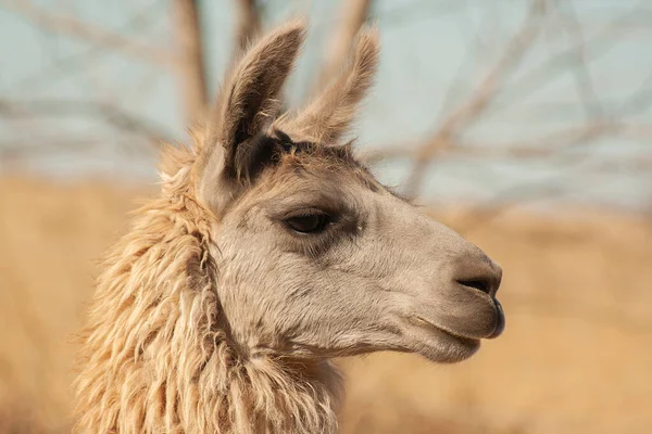 Närbild Lama — Stockfoto