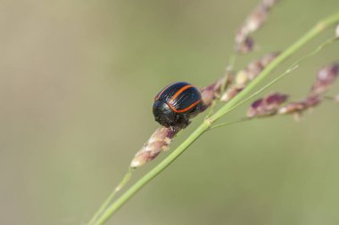 bir yosun yaprağı böceğinin makrosu 