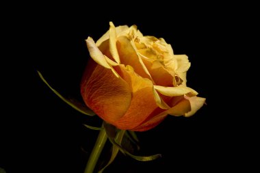 Siyah arkaplanda sarı gül