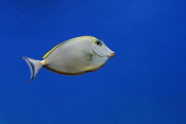 Fish the powder brown tang (Acanthurus japonicus) in the aquarium