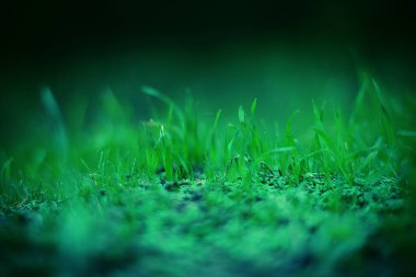 Extreme closeup of grass with selective focus