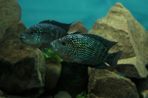 Black Fishes Aquarium — Photo