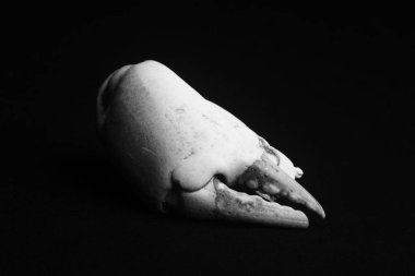 Siyah arkaplanda yengeç kemiği