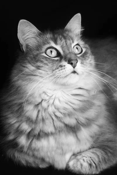 Retrato Gato Angora Con Pelo Largo — Foto de Stock