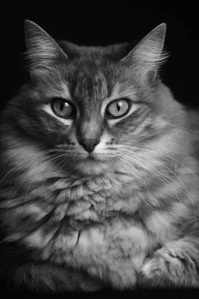 Portrait Angora Cat Whit Long Hair — Stock Photo, Image