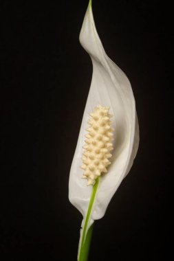 beyaz bir spathiphyllum yaprağının makrosu 