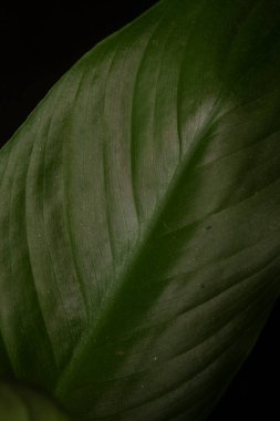 Yeşil yapraklı bir spathiphyllum makrosu 