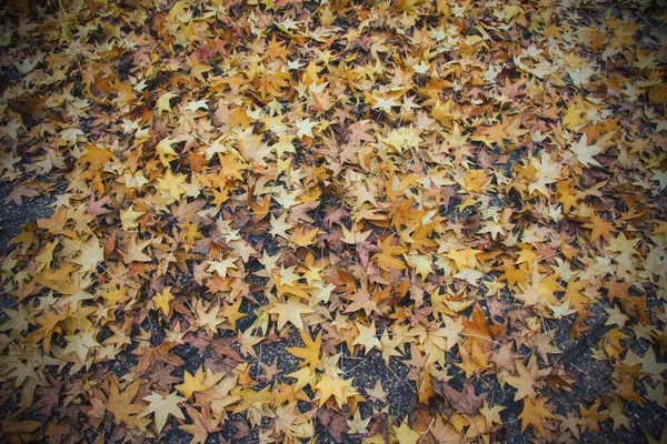 Gelbe Blätter Herbst Auf Dem Boden — Stockfoto