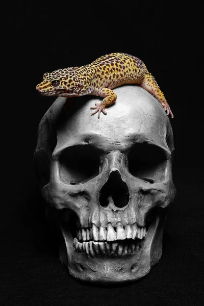 Mänsklig Skalle Med Gecko Svart Bakgrund — Stockfoto