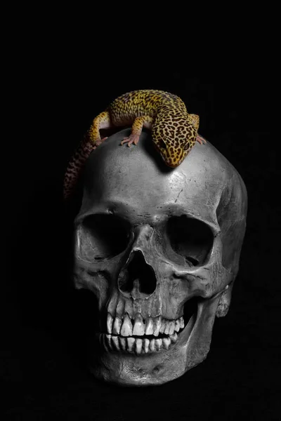 人間の頭蓋骨と黒い背景のGeckoは — ストック写真