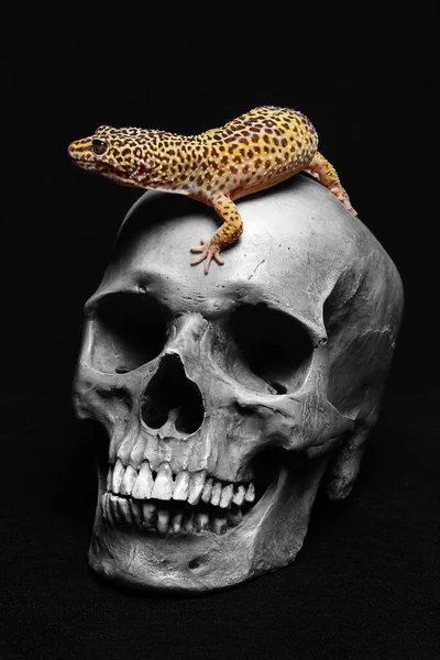 Cráneo Humano Con Gecko Sobre Fondo Negro — Foto de Stock