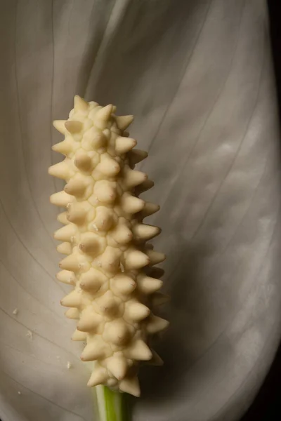 Macro Pétalo Blanco Spathiphyllum — Foto de Stock