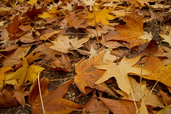 Hojas Amarillas Otoño Suelo — Foto de Stock