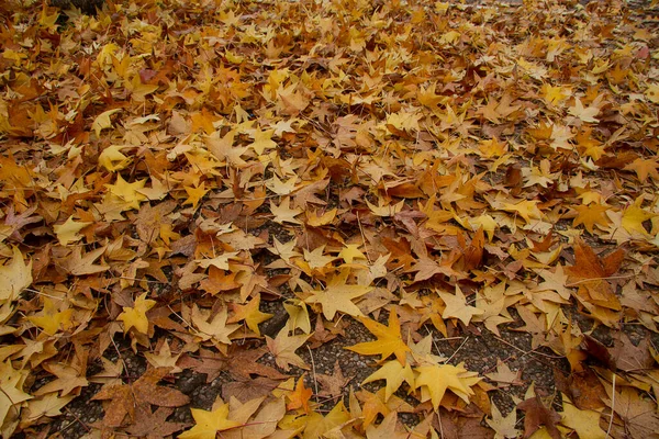 Folhas Amarelas Outono Chão — Fotografia de Stock