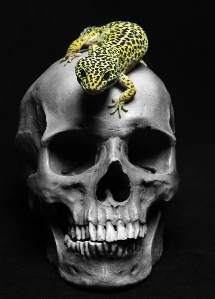 人間の頭蓋骨と黒い背景のGeckoは — ストック写真