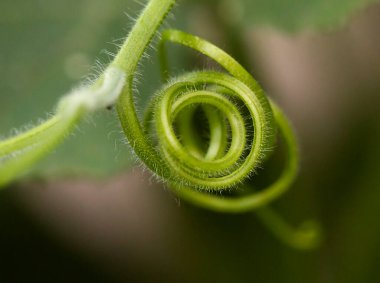 bir kabak bitkisinin makro sapı