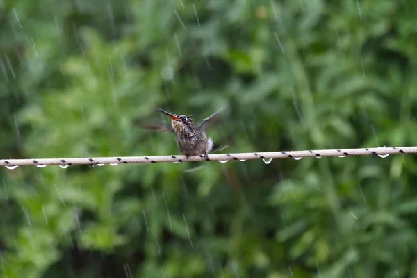雨の中で風呂に入る小さなハチドリは — ストック写真