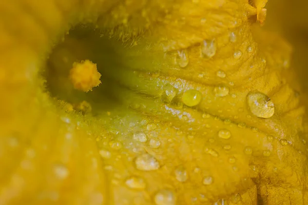 Yellow Flower Pumpkin Plant — Stock Photo, Image