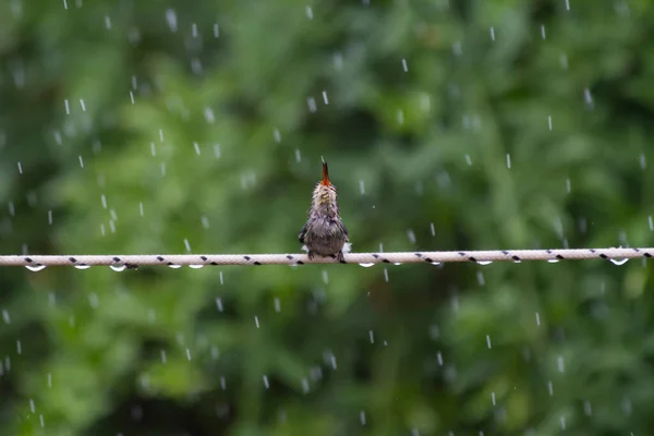 雨の中で風呂に入る小さなハチドリは — ストック写真